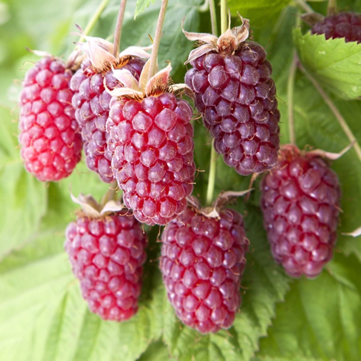 Rubus Boysenberry