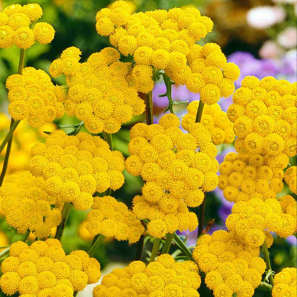 Ageratum Yellow Floss Flower Seeds