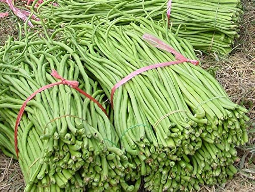 Long bean Vigna unguiculata red and green vegetable seeds for planting in kitchen garden trellises or vertical supports - Dharaseeds