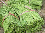 Long bean Vigna unguiculata red and green vegetable seeds for planting in kitchen garden trellises or vertical supports - Dharaseeds