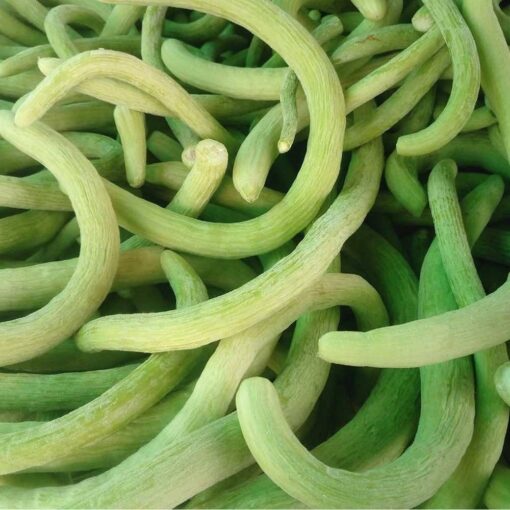 Long Melon Kakdi F1 heirloom non-GMO organic garden seeds
