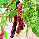 Long mulberry seeds for planting high quality non GMO mulberry seeds