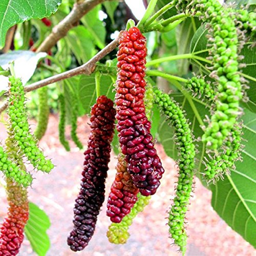 Long mulberry seeds for planting high quality non GMO mulberry seeds