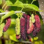 Long mulberry seeds germination guide for gardeners
