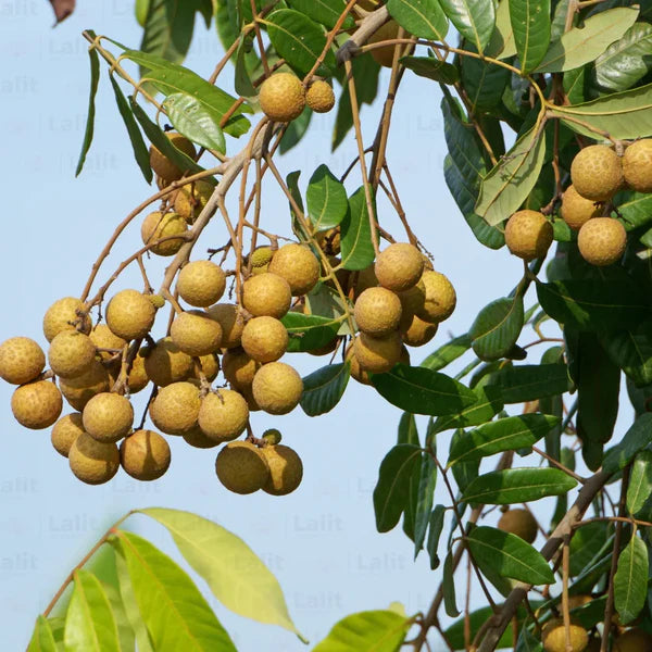 Longan Fruit Tree Seeds Non GMO Open Pollinated