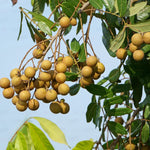 Longan Fruit Tree Seeds Non GMO Open Pollinated