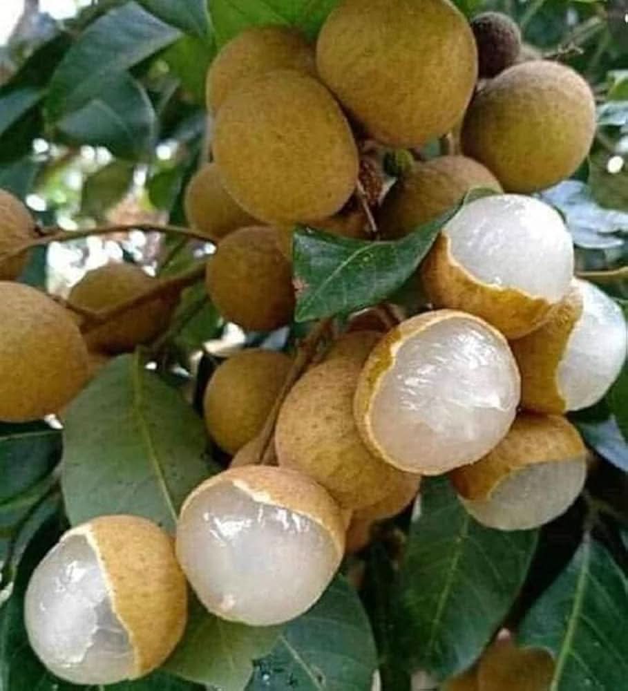 Longan Seedlings Growth Guide Dimocarpus Longan