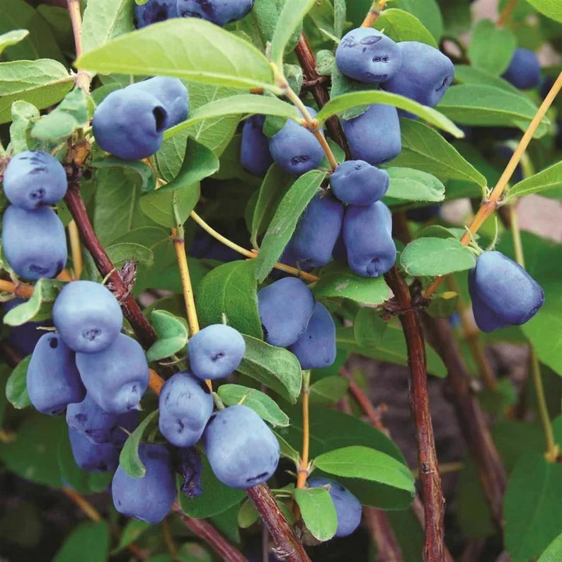 Lonicera Caerulea honeyberry seeds for cold climate gardening
