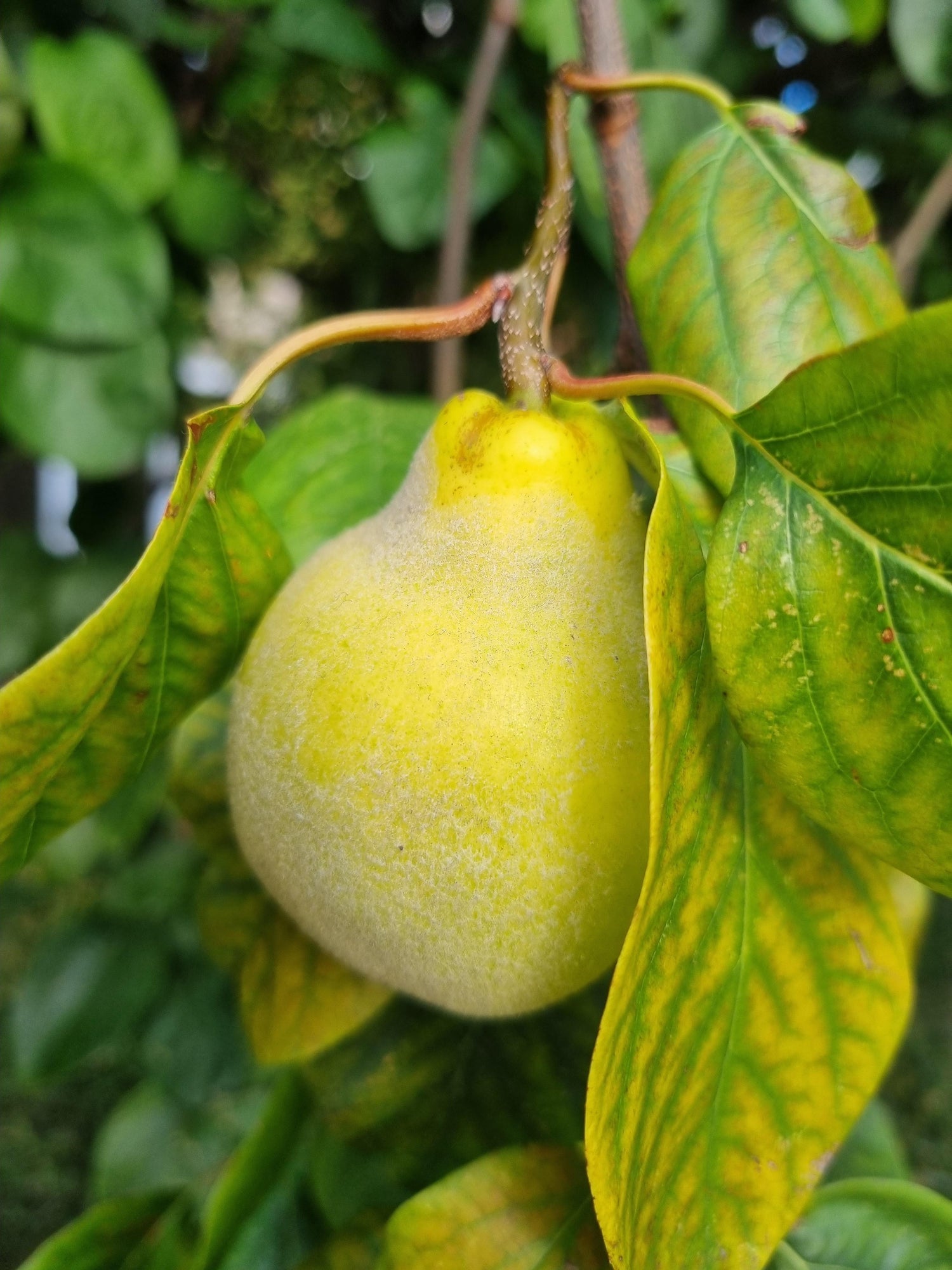 Fuzzy Pear (Pyrus calleryana)