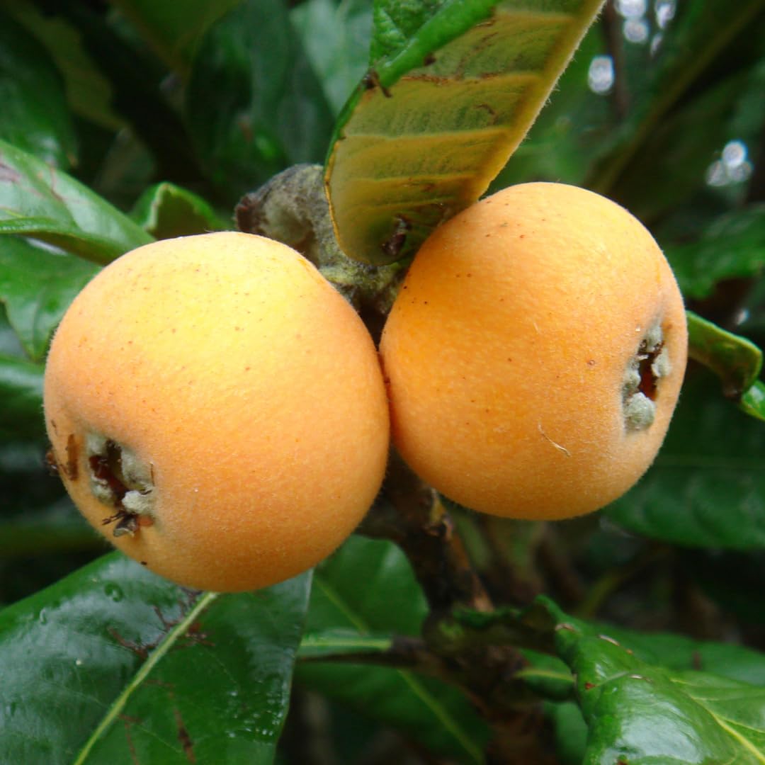 Loquat tree seeds Big Jim variety for gardeners
