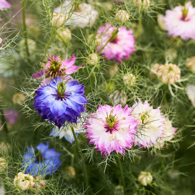 Love-In-A-Mist Organic Nigella Seed