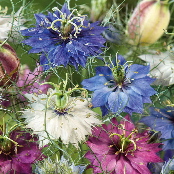 Love-In-A-Mist Organic Nigella Seed