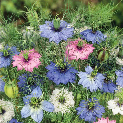 Love-In-A-Mist Nigella Seed