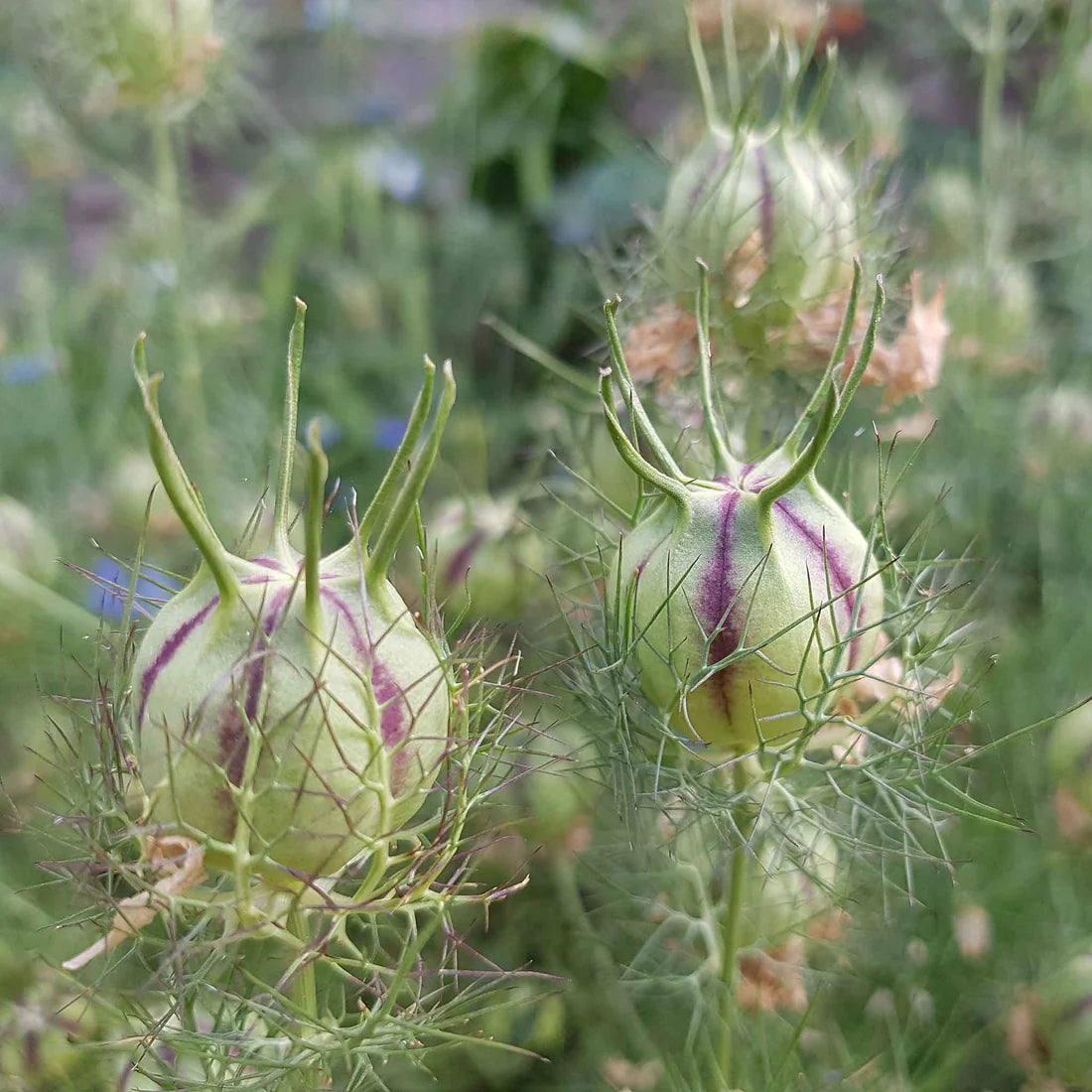 Love-In-A-Mist Nigella Seed