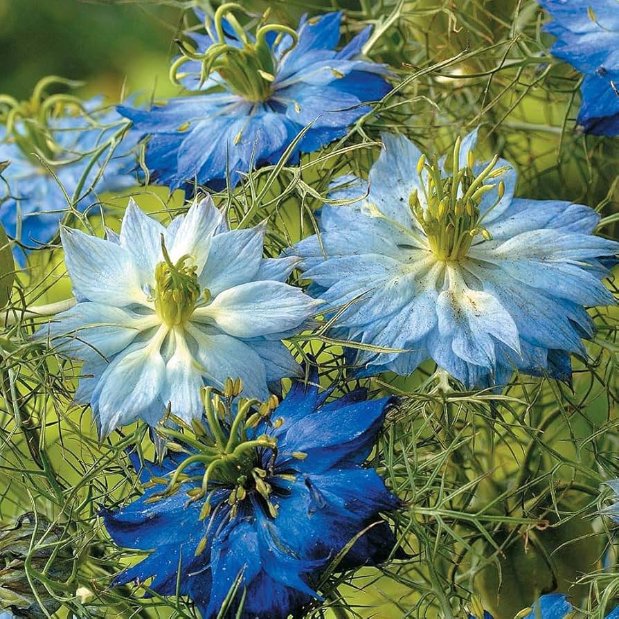 Love In A Mist 'Virgin in the Green' Seeds – Whimsical Heirloom Cottage Flower - Dharaseeds