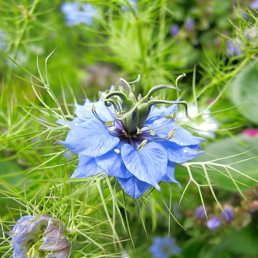 Love In A Mist 'Virgin in the Green' Seeds – Whimsical Heirloom Cottage Flower - Dharaseeds