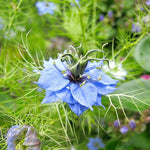 Love In A Mist 'Virgin in the Green' Seeds – Whimsical Heirloom Cottage Flower - Dharaseeds
