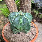 Low maintenance cactus seeds for home and office use