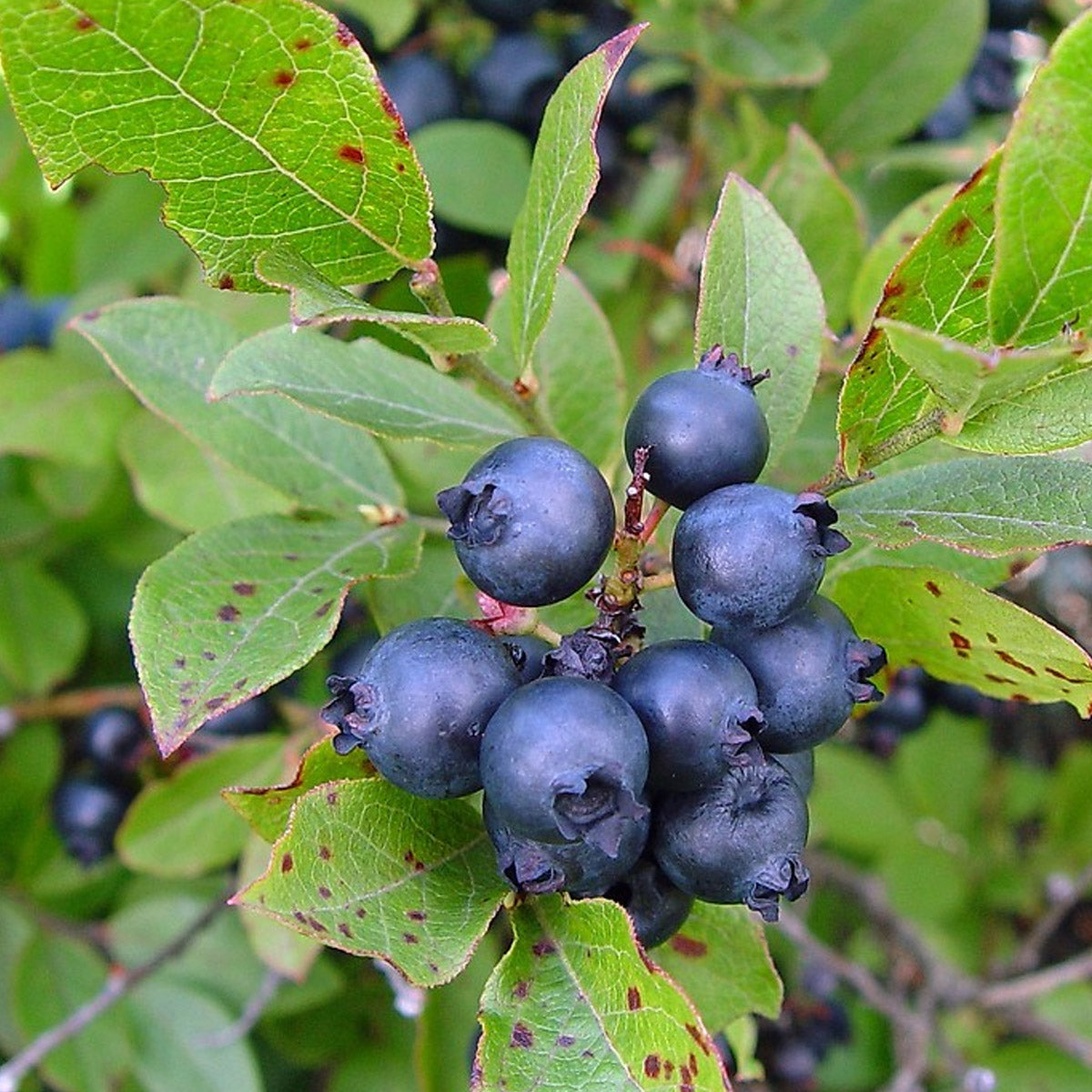 Lowbush blueberry seeds for edible garden growing