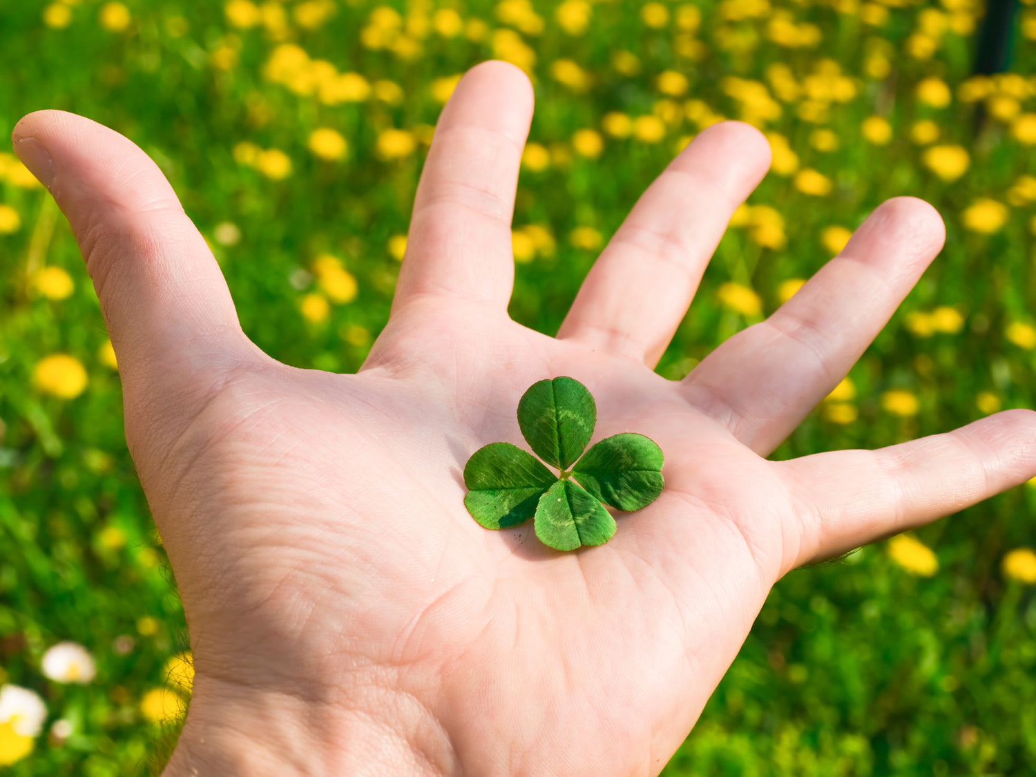 Lucky Clover Plant