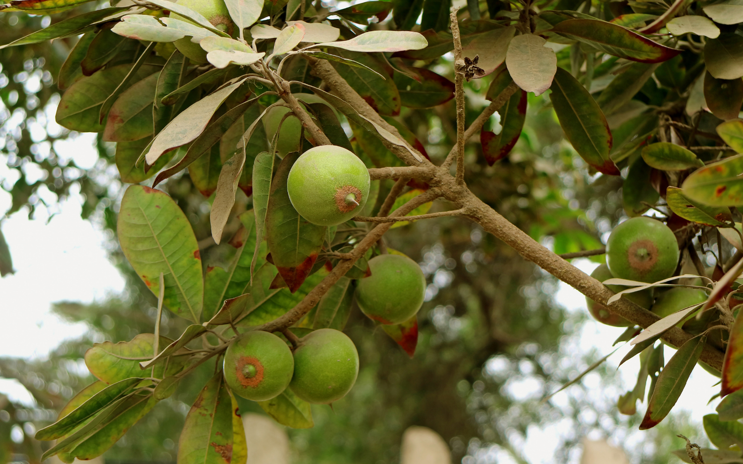 Lúcuma (Pouteria lucuma)