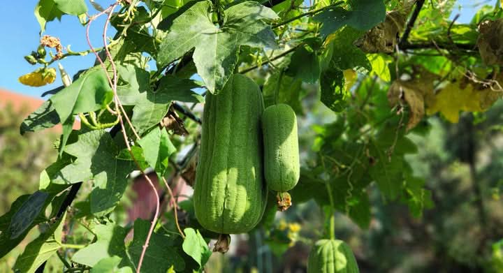 Green Brown Luffa Esmeralda Seeds – Tropical Vine-Heirloom & Non-GMO Seeds for planting – Fresh Herb for Your Garden