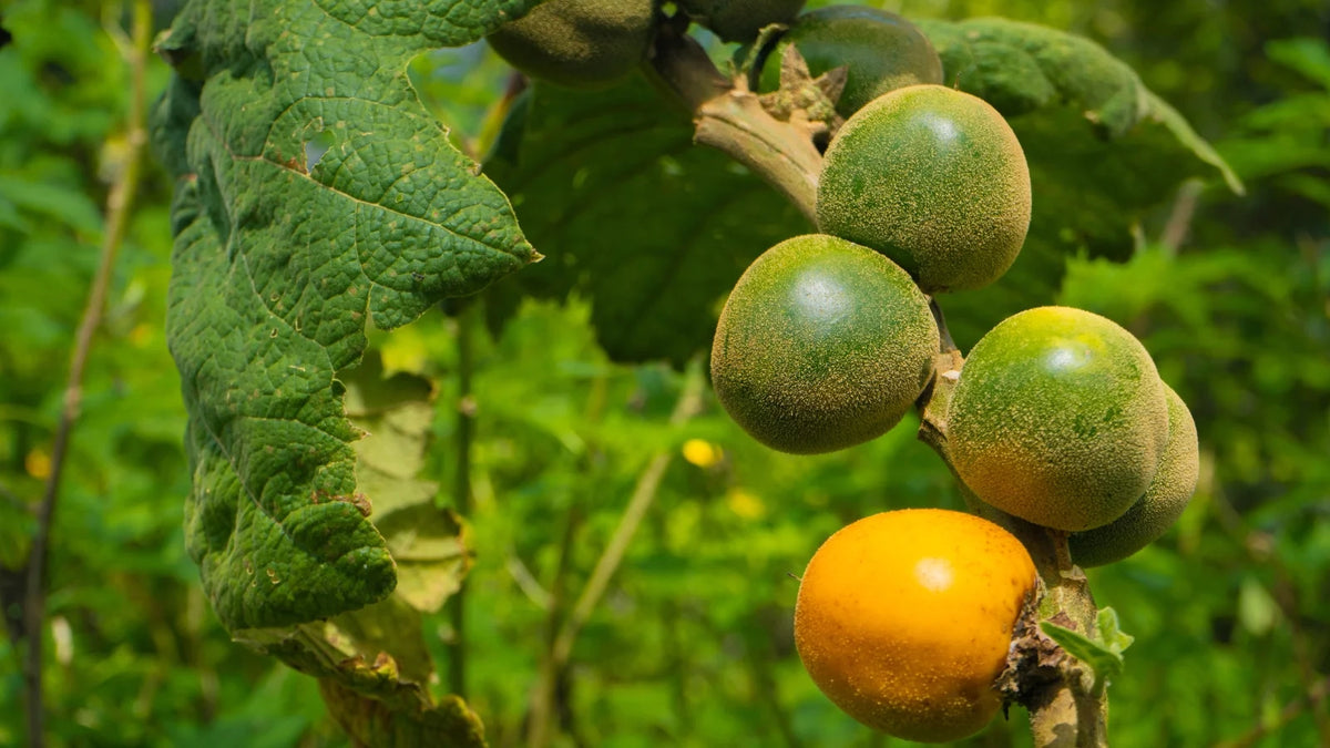 Lulo Quito seeds high germination for planting