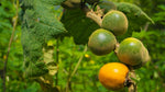 Lulo Quito seeds high germination for planting