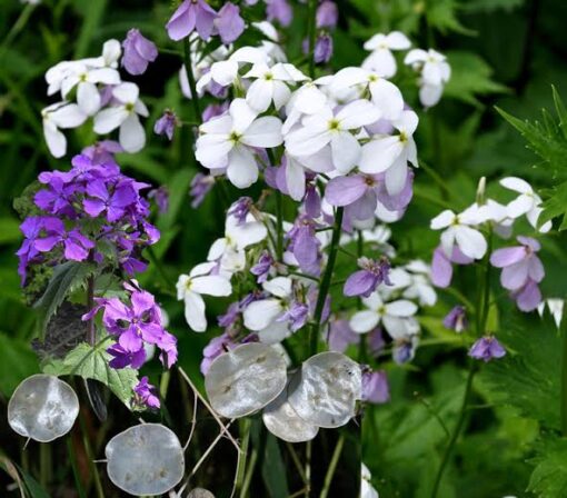 Lunaria Silve Dollar Plant Imported heirloom non-gmo organic garden seeds