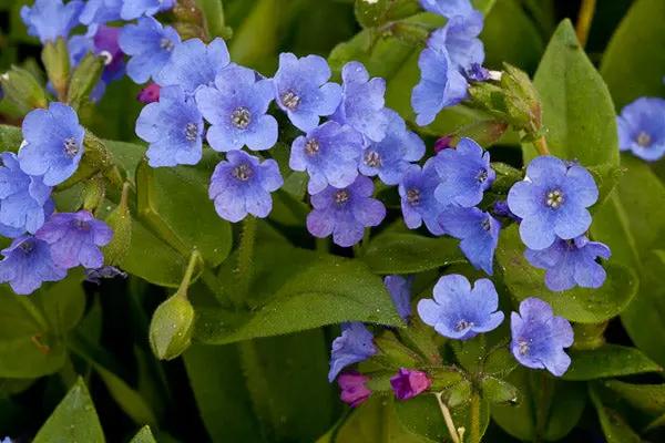 Blue Pulmonaria Lungwort Flower Seeds for Planting - Heirloom & Non-GMO Seeds for planting Dhara Seeds