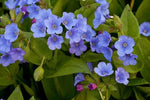 Blue Pulmonaria Lungwort Flower Seeds for Planting - Heirloom & Non-GMO Seeds for planting Dhara Seeds