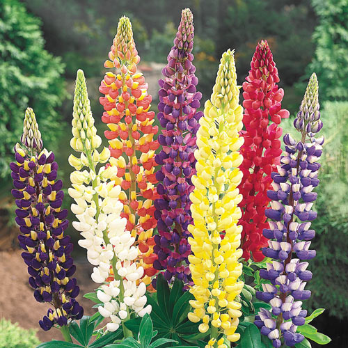 Lupin Lupinus Imported heirloom non-gmo organic garden seeds