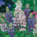 Lupin Pixie Open Pollinated heirloom non-gmo organic garden seeds