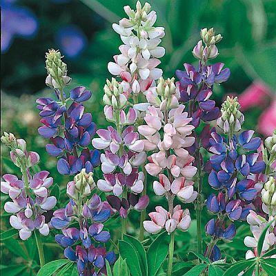 Lupin Pixie Open Pollinated heirloom non-gmo organic garden seeds
