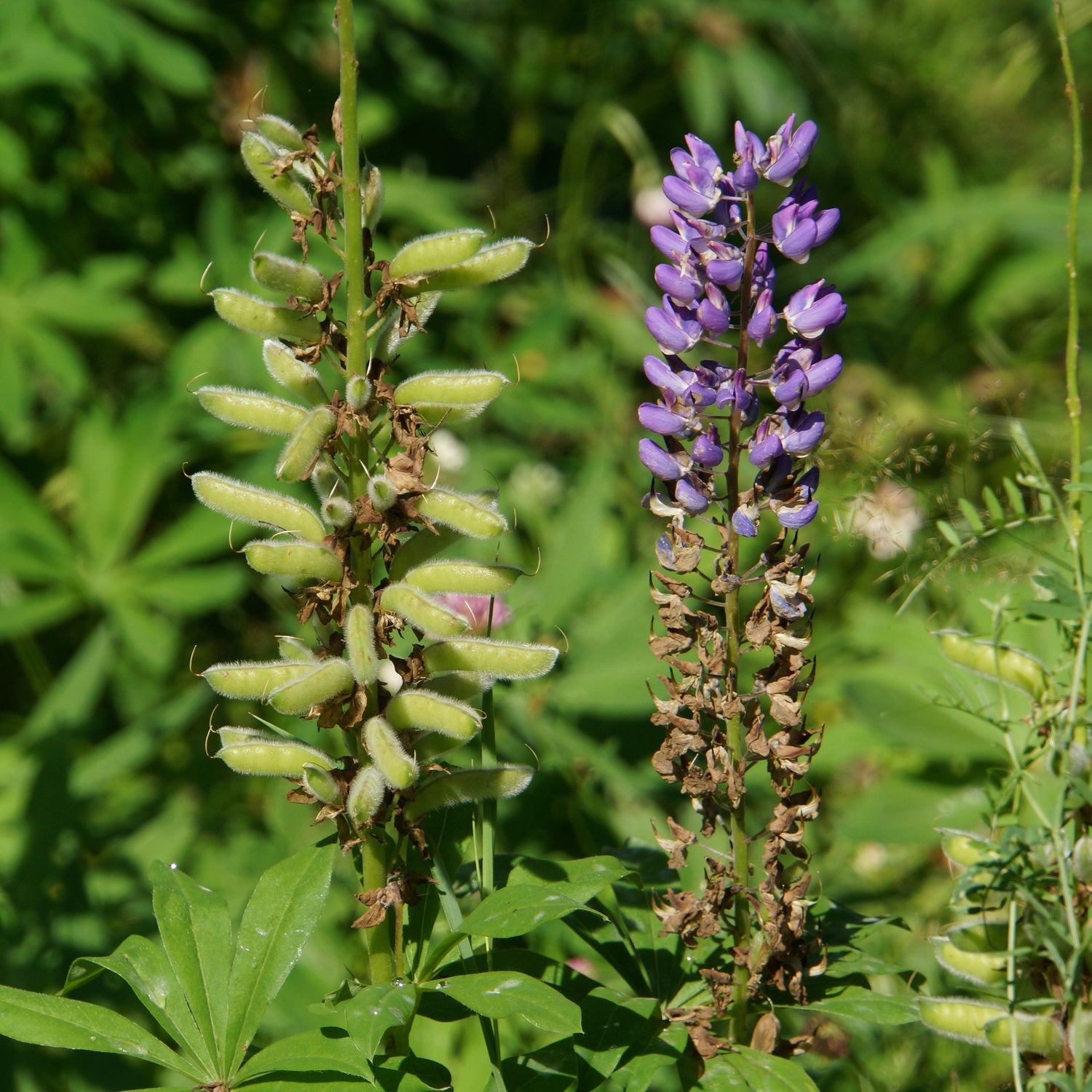 Lupinus perennis