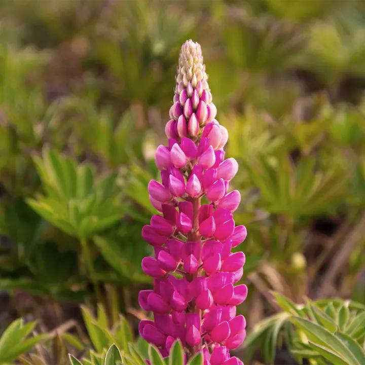 Pink Lupine Flower Seeds for Planting, NON GMO Seeds Dhara Seeds