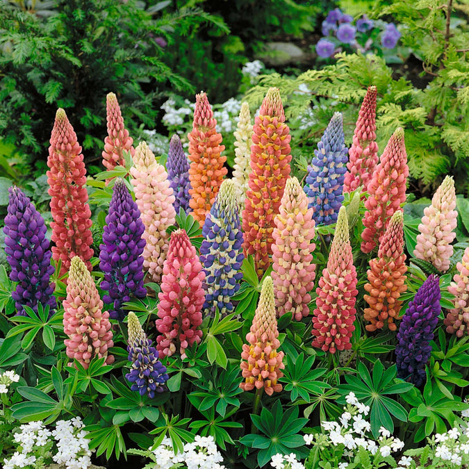 flowers high quality flower seeds for growing vibrant and colorful blooms in home gardens and landscapes organic flowers premium organic flower seeds for sustainable gardening and beautiful blossoms suitable for all climates