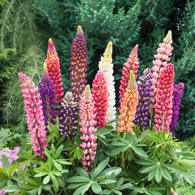 flowers high quality flower seeds for growing vibrant and colorful blooms in home gardens and landscapes organic flowers premium organic flower seeds for sustainable gardening and beautiful blossoms suitable for all climates