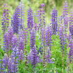 flowers high quality flower seeds for growing vibrant and colorful blooms in home gardens and landscapes organic flowers premium organic flower seeds for sustainable gardening and beautiful blossoms suitable for all climates