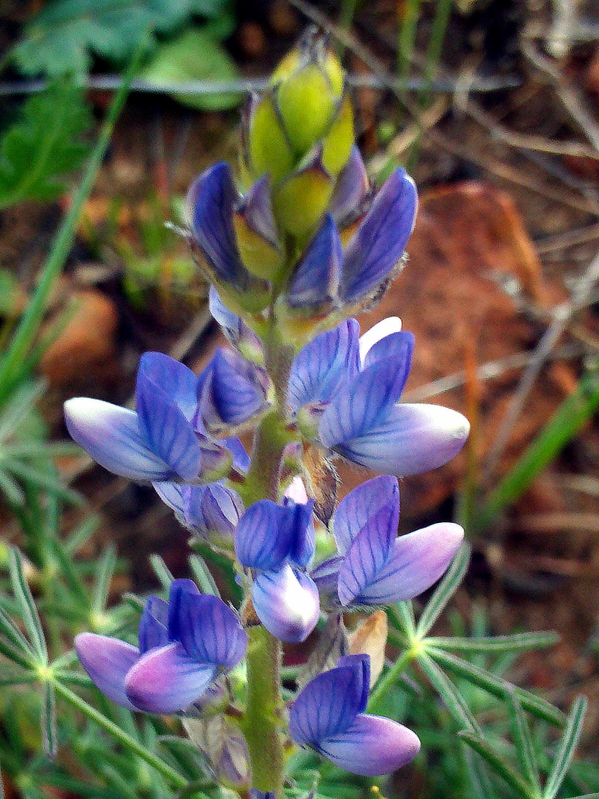 Blue Lupine Bitter Blue Lupinus angustifolius flower seeds for planting in home garden or wildflower beds