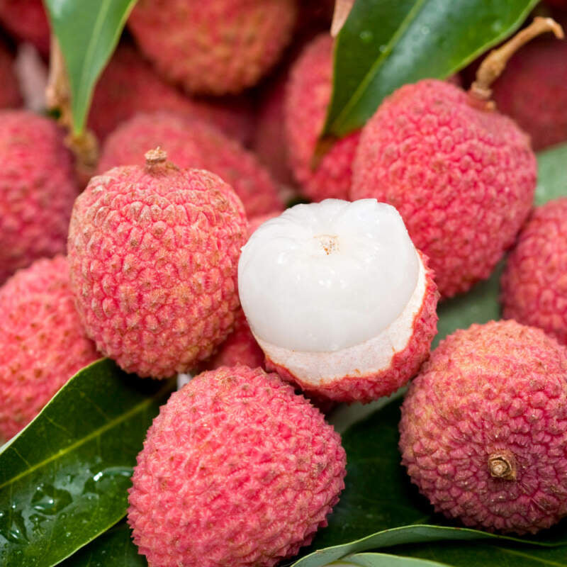 Lychee seed germination guide for home gardeners