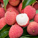 Lychee seed germination guide for home gardeners