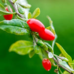 Lycium Barbarum young plants developing from seeds