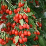 Lycium Barbarum wolfberry seeds for edible landscaping