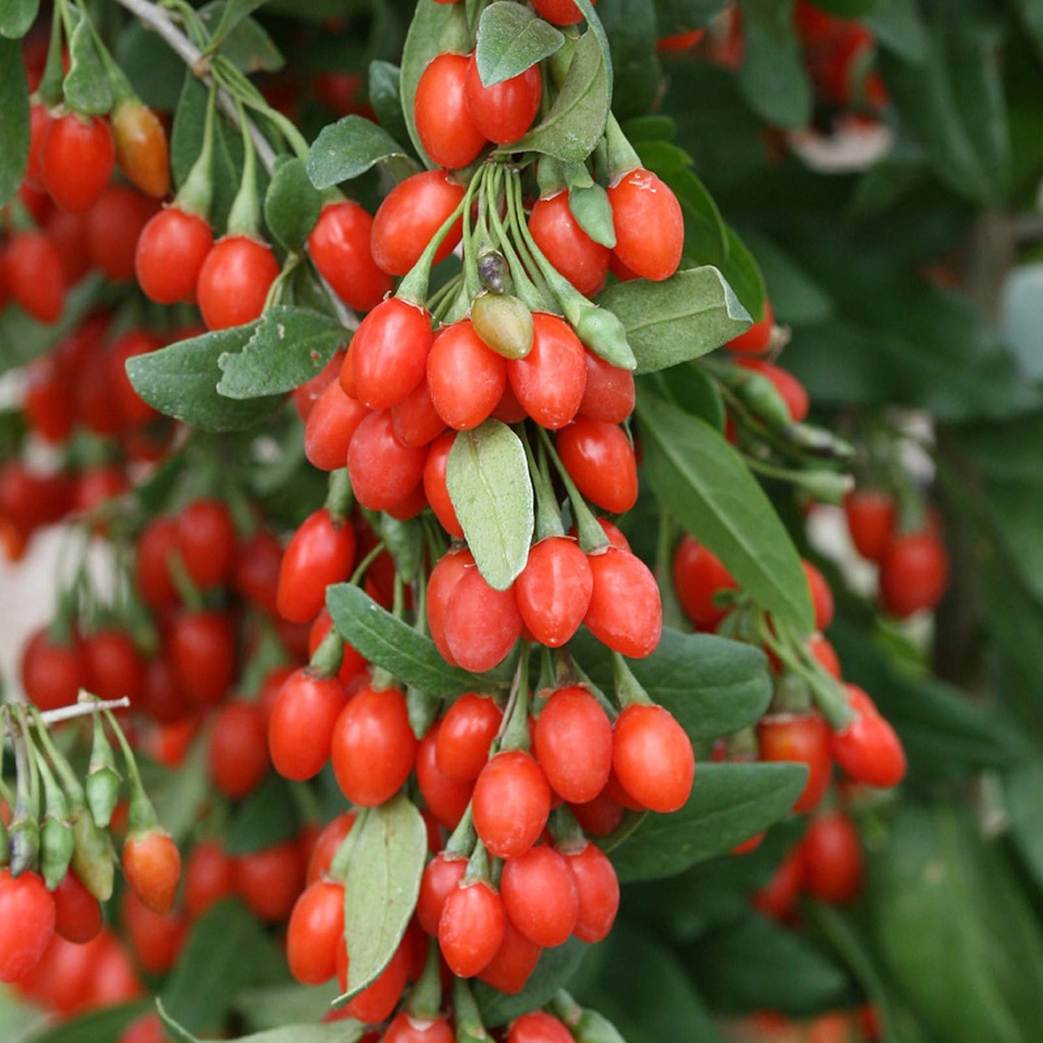 Lycium Barbarum wolfberry seeds for edible landscaping