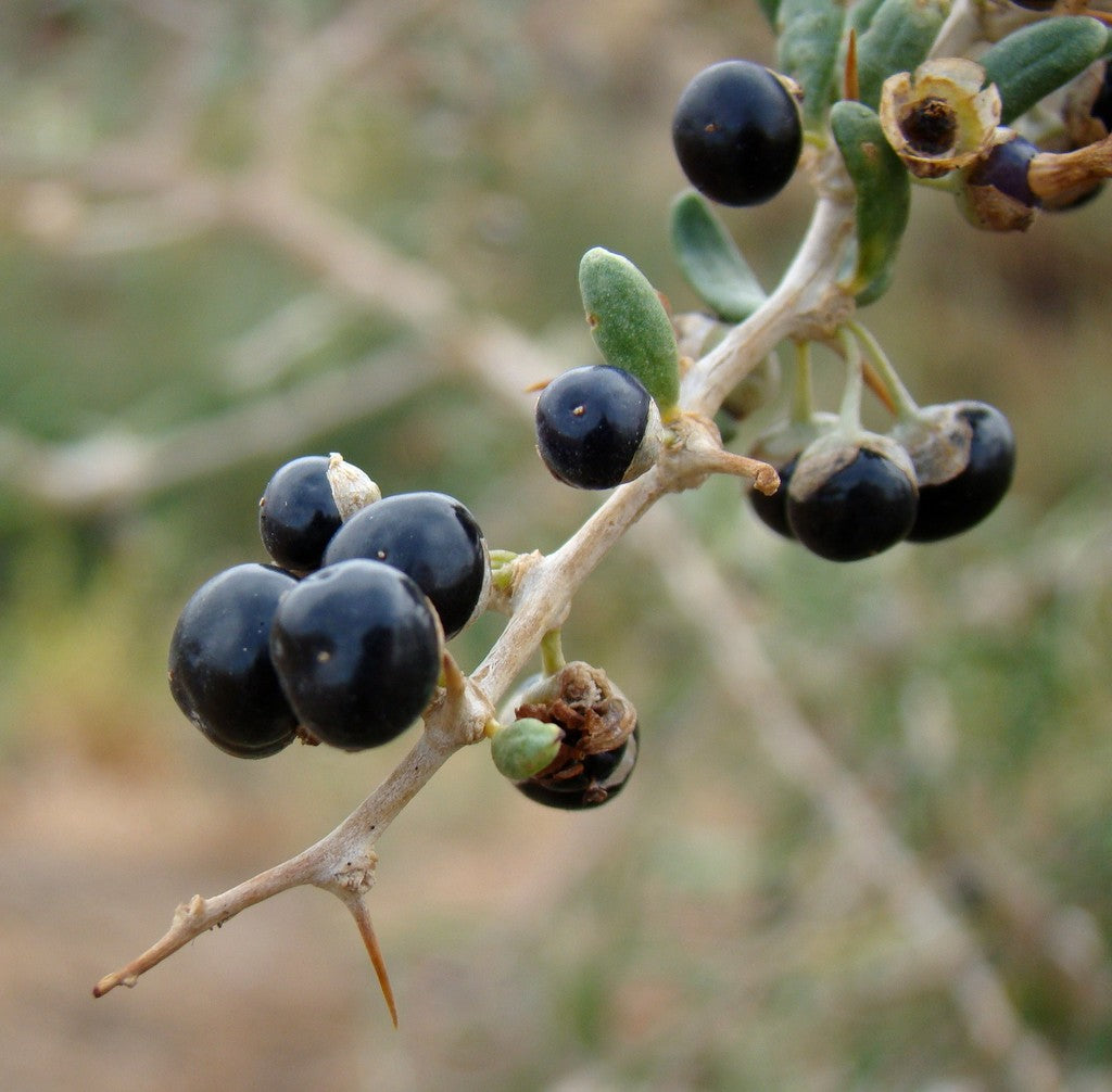 Lycium ruthenicum Black Goji seeds for planting in garden spaces