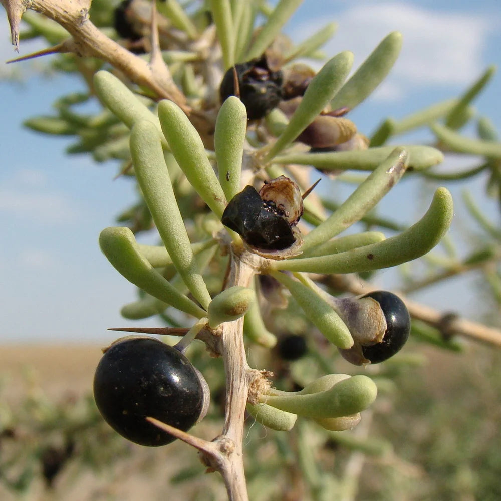 Non-GMO Lycium ruthenicum seeds for easy backyard planting