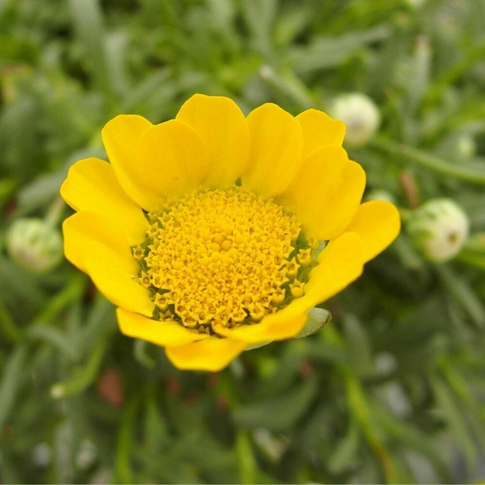 Chrysanthemum Multicaule Yellow