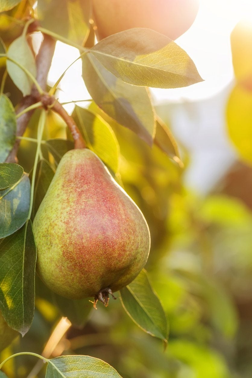 European Pear (Pyrus communis)