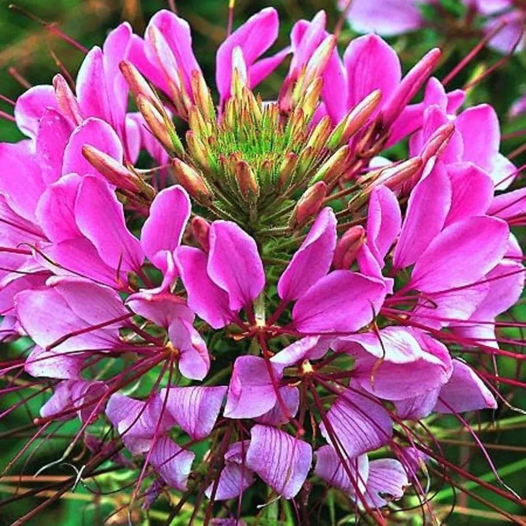 Pink Spiny Spiderflower Seeds for Planting, NON GMO Seeds for planting in home garden